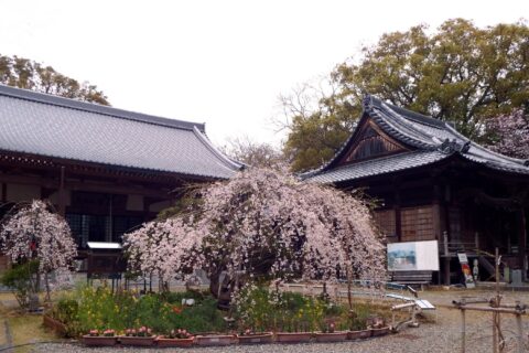 雪蹊寺 本堂と大師堂