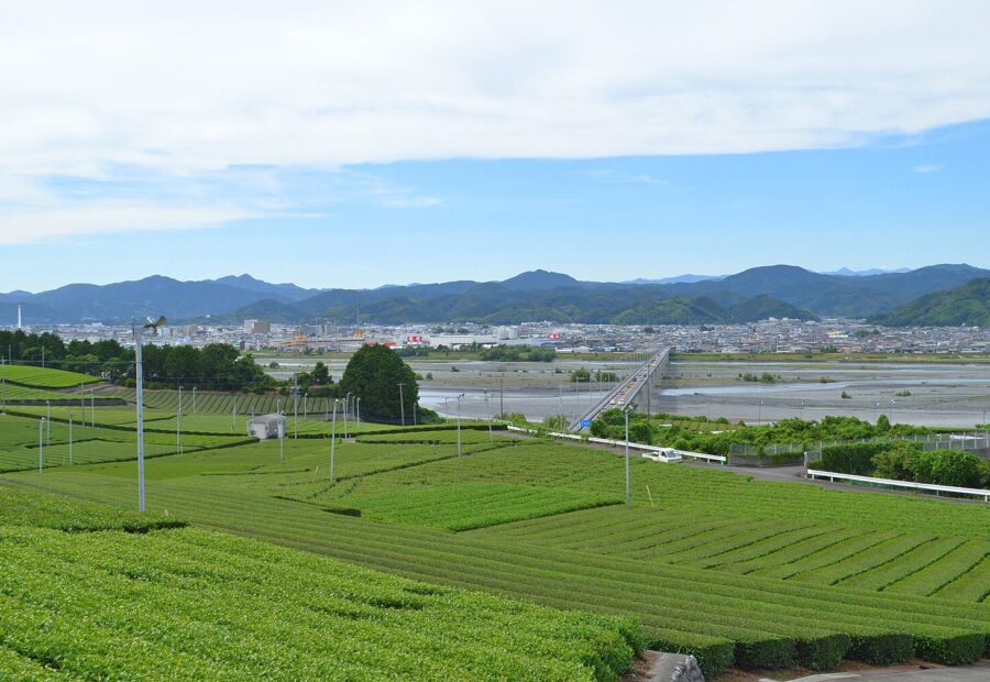 Tea fields of Makinohara, Shizuoka