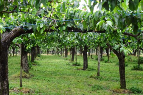 Fruit Line orchards — photo 1