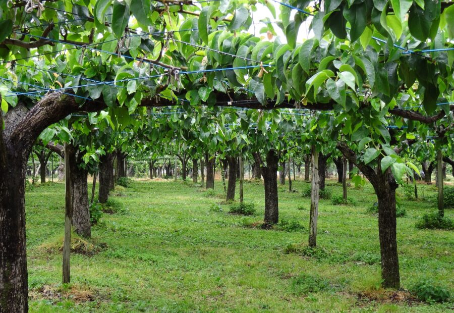 Fruit Line orchards, Fukushima