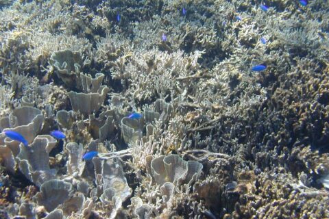石垣島の白保のサンゴ礁。