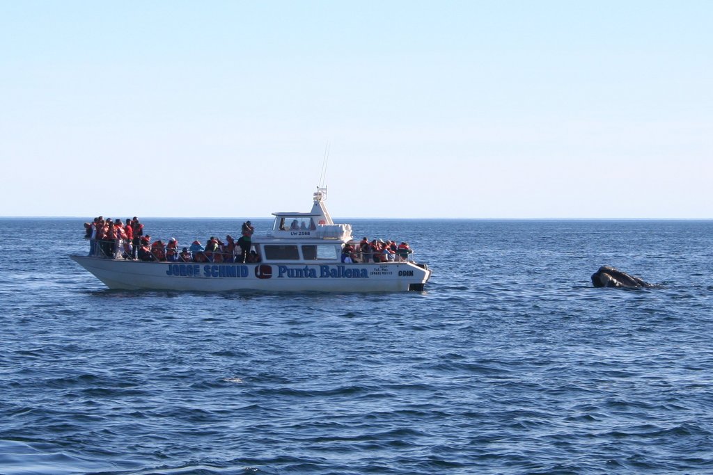 Southern right whale. Valdes Peninsula, Patagonia (Argentina).