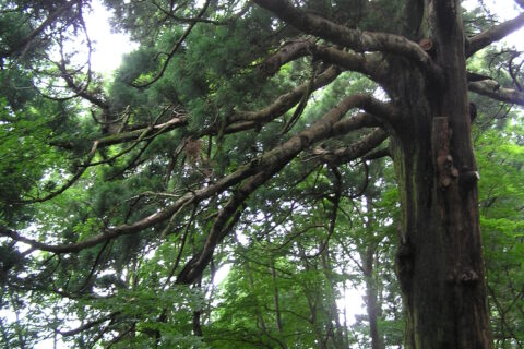 白河の関 従二位の杉