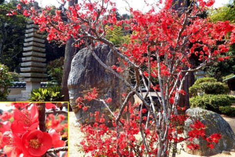 ​太山寺 ボケの花