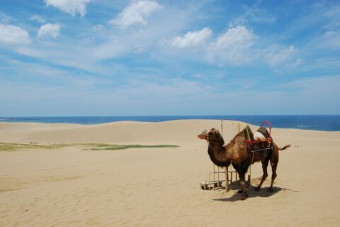 Tottori sand dunes with camel