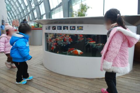 アクアマリンふくしまの金魚の水槽。いわき市。