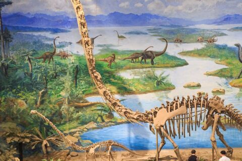 A skeleton of Omeisaurus tianfuensis on display at the Zigong Dinosaur Museum, cropped to make it easier to use in multi-image collages
