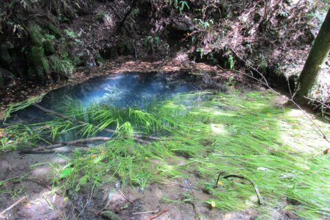 ​バイカモが茂っている沼地。画像は着色加工をしていない。