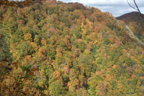 白神山地の紅葉