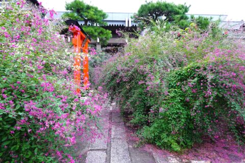 萩振る舞い 見頃９月中旬
