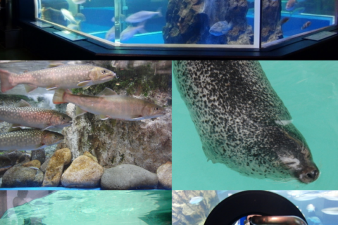 Uozu Aquarium — photo 4