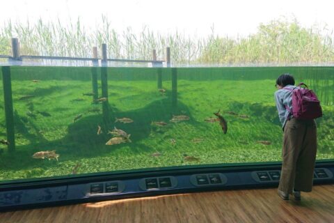 水族展示室の水槽