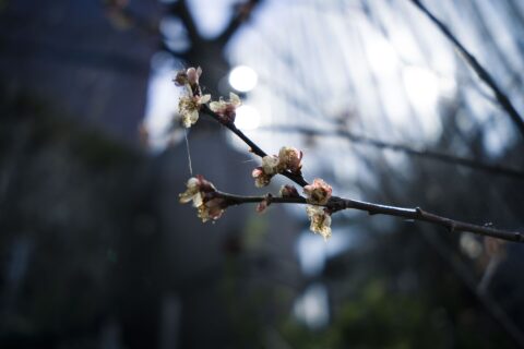긴자 — 사진 5